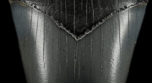 メガロドンの歯の価値基準を徹底解説 ブーレット