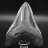 メガロドンの歯の化石 mgaz5002