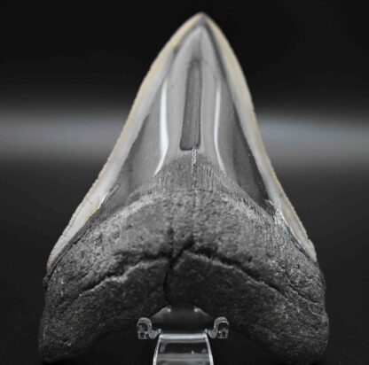 メガロドンの歯の化石 mgaz5002