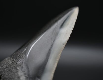 メガロドンの歯の化石 mgaz5002 | Megalodon-teeth.jp メガロドンの歯の化石 mgaz5002 | Megalodon-teeth.jp