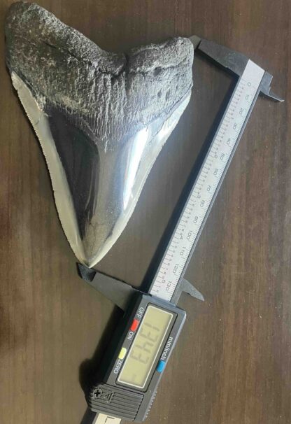 メガロドンの歯の化石 mgaz5002