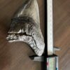 メガロドンの歯の化石 mgaz5006