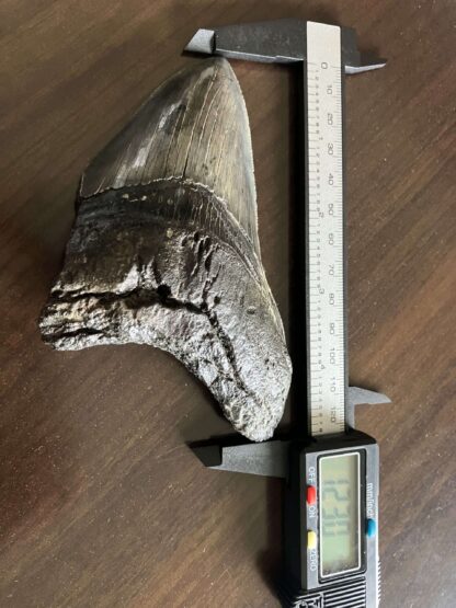 メガロドンの歯の化石 mgaz5006
