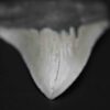 メガロドンの歯の化石 mgaz5004