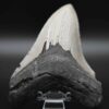 メガロドンの歯の化石 mgaz5004