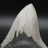 メガロドンの歯の化石 mgaz5004