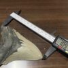 メガロドンの歯の化石 mgaz5004