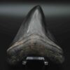 メガロドンの歯の化石 mgaz5005