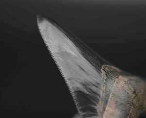 メガロドンの歯の化石 mgaz5005