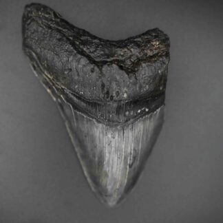 メガロドンの歯の化石 mgaz5006