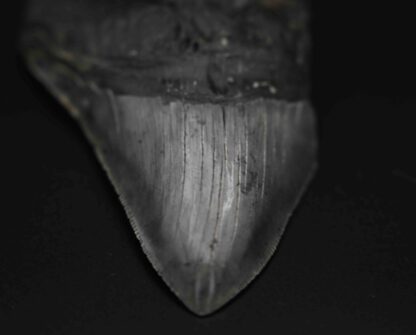 メガロドンの歯の化石 mgaz5006