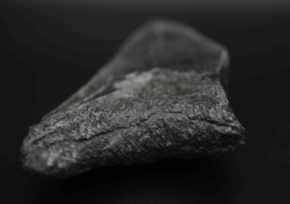 メガロドンの歯の化石 mgaz5006
