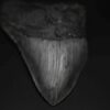 メガロドンの歯の化石 mgaz5006